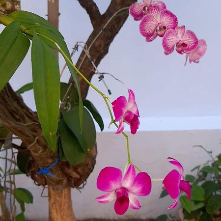 Hostel Salvador Orquideas Экстерьер фото