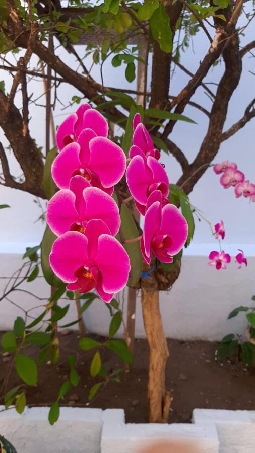 Hostel Salvador Orquideas Экстерьер фото